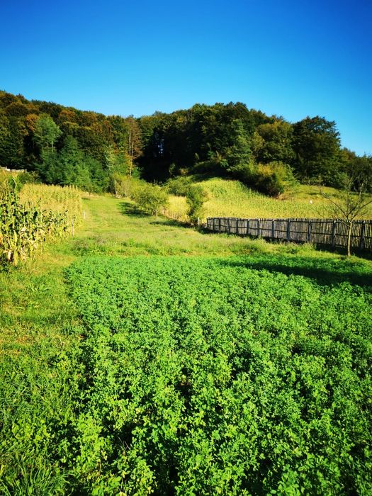 Casa langa padure plus 4700 metri patrati