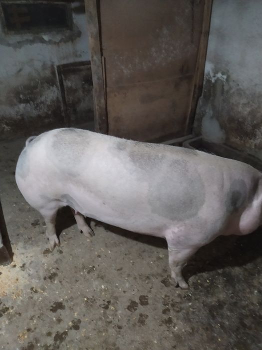 Vând baloți de lucernă