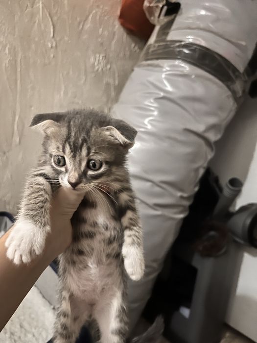 Вислоухие Котенки