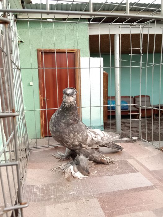 Тараз голуби продам