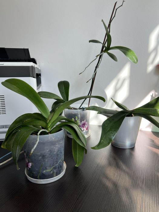 Комнатные цветы орхидея