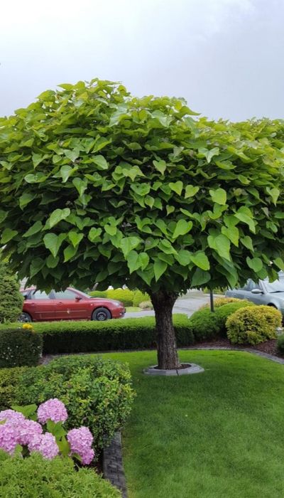 Фиданки от каталпа