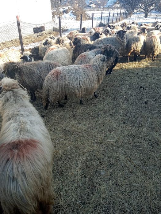 Oi de vanzare / suceava