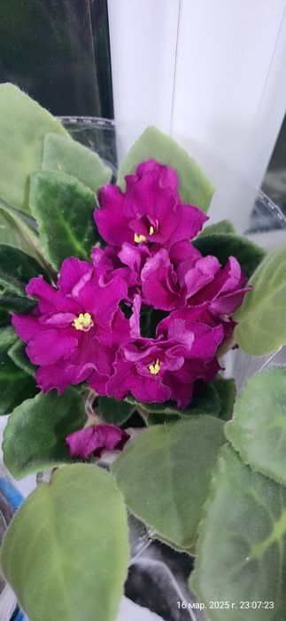 Продаются фиалки