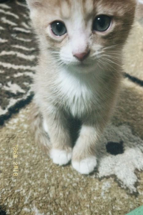 Отдаем котенка бесплатно!!!