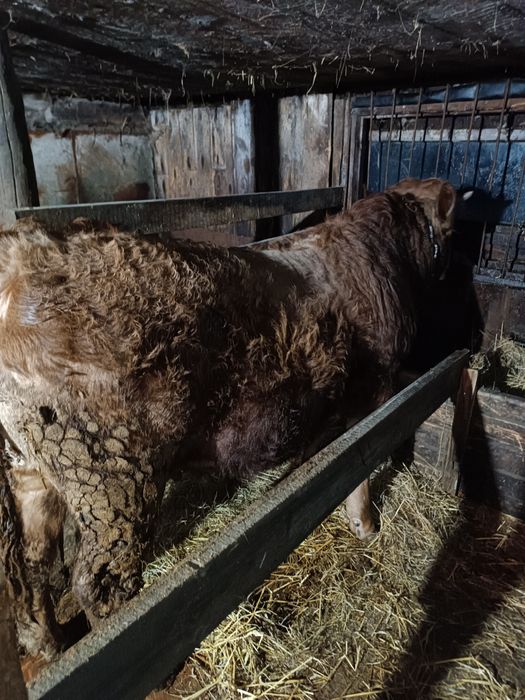 Продам быка мясной породы