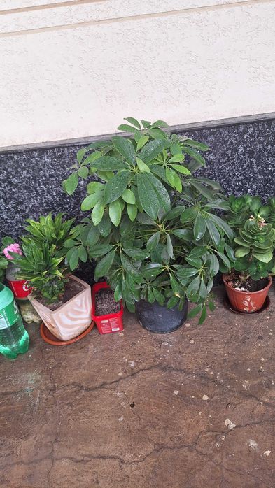 Шеффлера (Schefflera), популярное комнатное растение