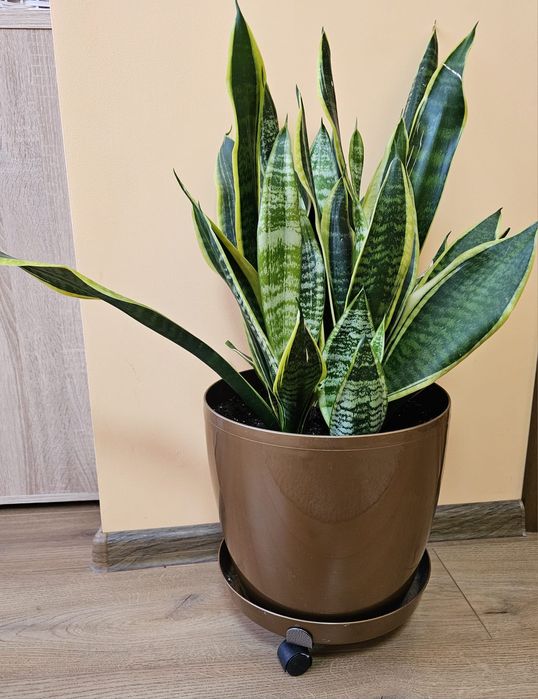 Продавам прекрасни стайни кактусии сансевиерия