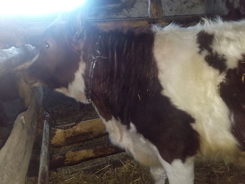 Продам 7 месячного бычка