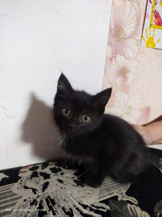 Срочно, бесплатно