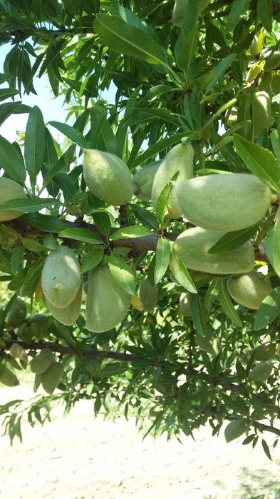 Бодом кучатлари кепан президентки коготи бургут тирнок ва бошкалар