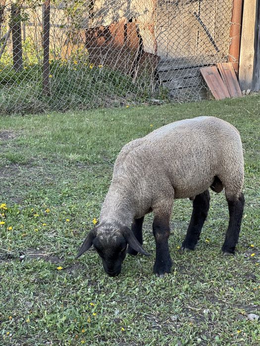 Berbecuti suffolk