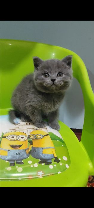 Продаётся котенок девочка,породы скоттиш страйт