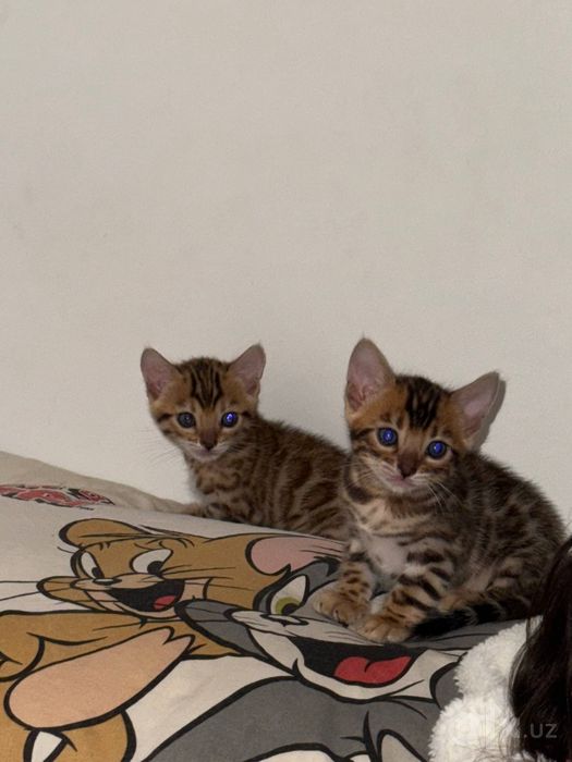 Котята продаются бенгальской породы