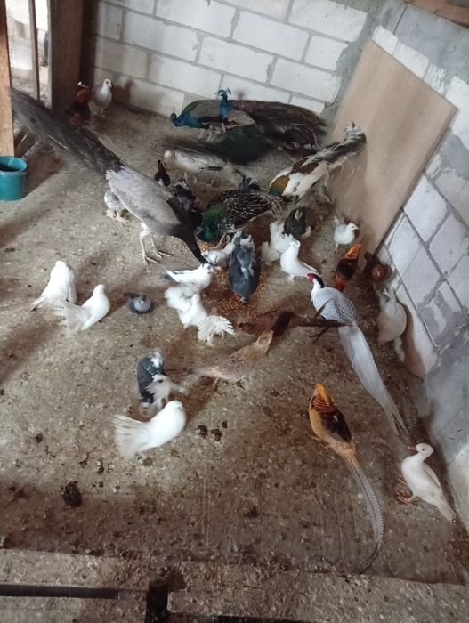 Vand sau schimb găini ..fazani...pauni
