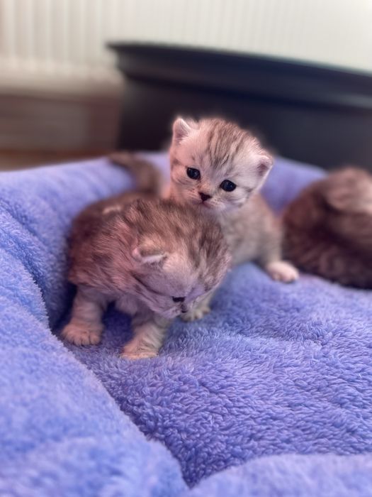 Baietel Scottish Foold silver tabby