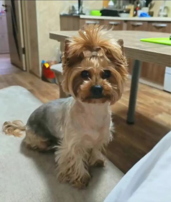 Крошечная, кукольная девочка йорка