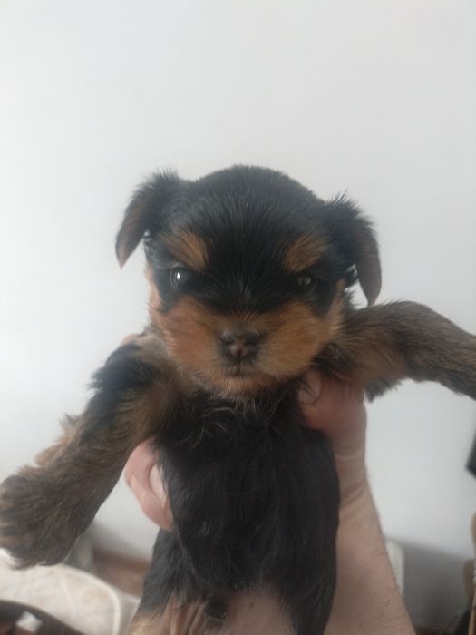 Йоркширский терьер мини мини