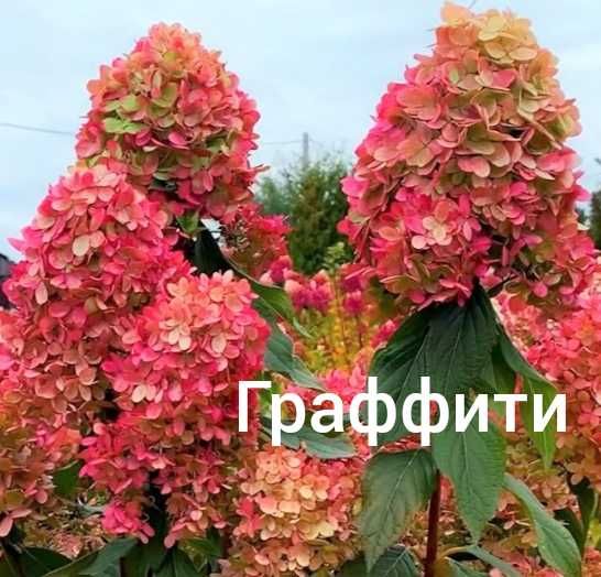 Гортензия Бонфаер новинка Bonfire