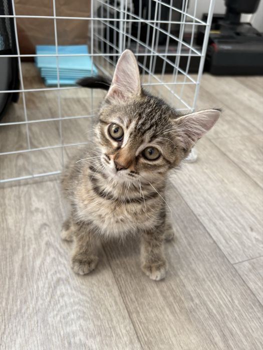 Котенок девочка 3 мксяца