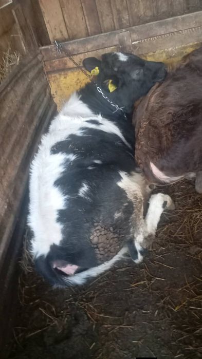 De vanzare 2 vitele de 6 luni  jumate 7 preti in privat sau la nr 0756