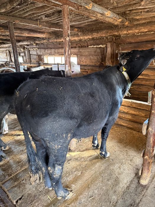 Продам бычков с откорма