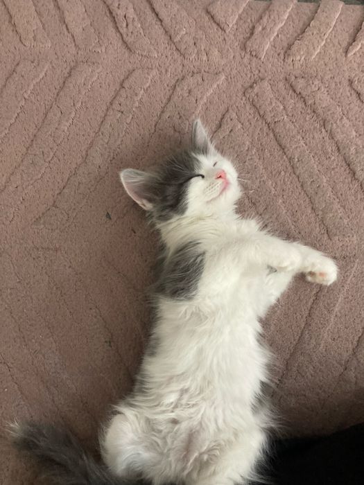 Девочка кошка домашняя