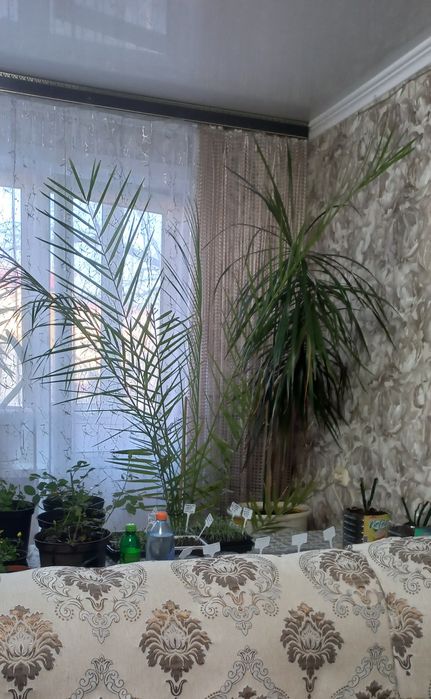 Комнатные растения