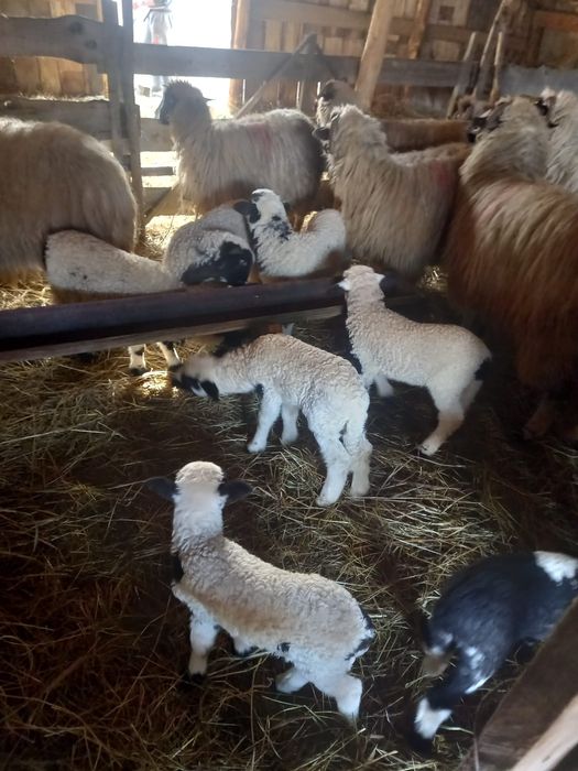 Oi cu miei de vânzare