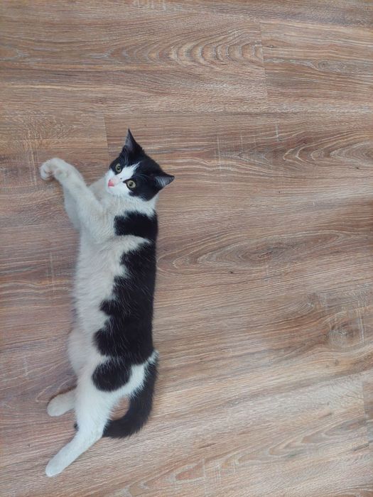 Кошечка молодая отдам