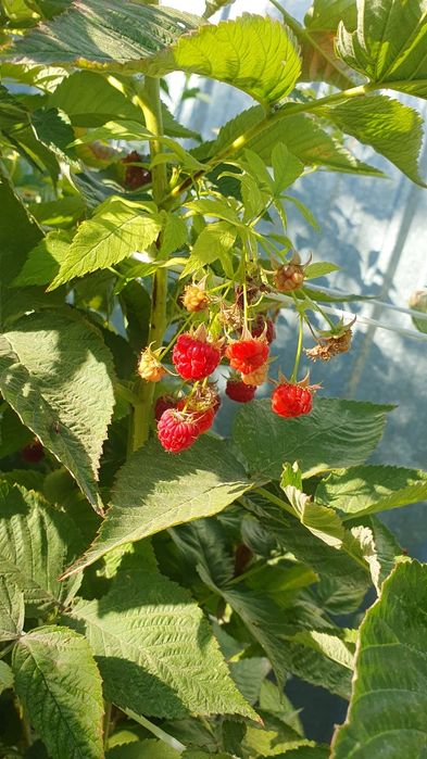 Малина ремонтантная