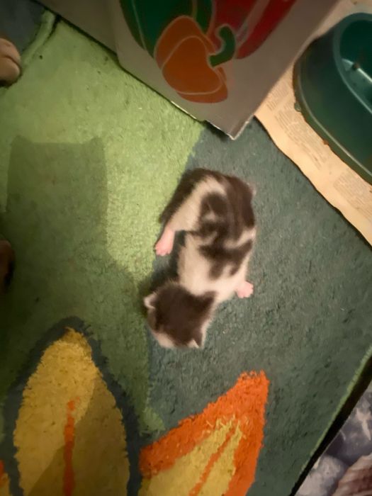 Продам котят вислоухие шотлпндцы