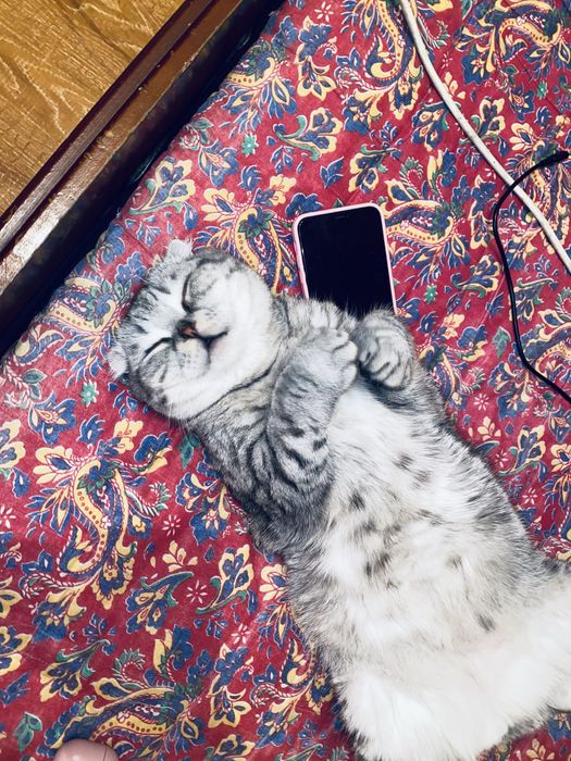 Вислоухие Шотландские