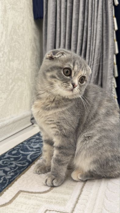 Кошка Скотиш Фолд