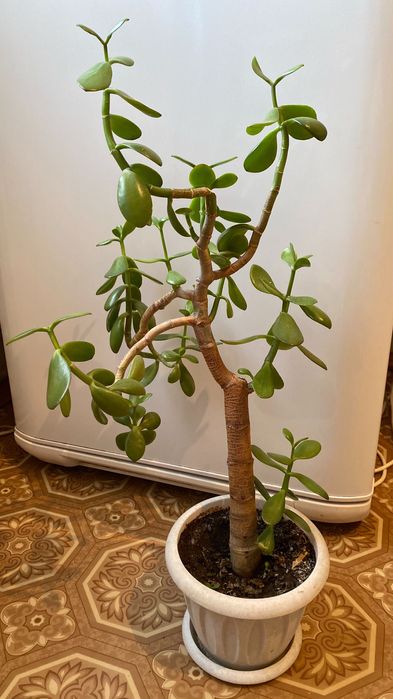 Продам толстянкку