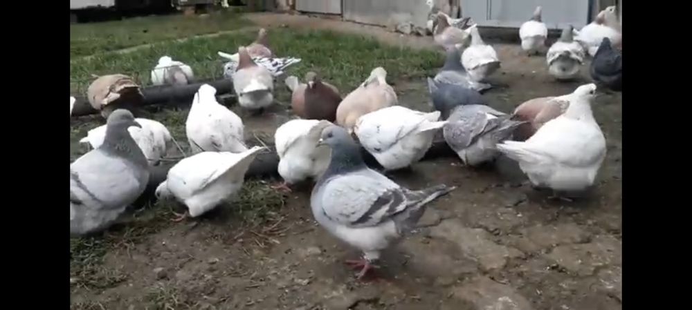 Porumbei Texani noua linie