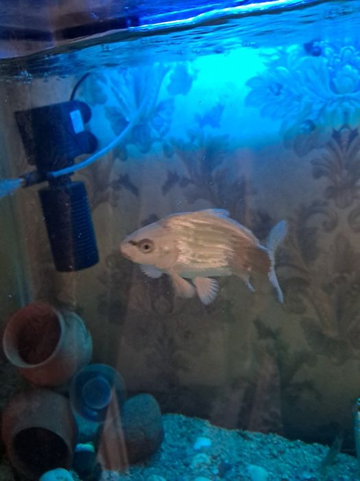 Parta stol stul arzon narxlarda