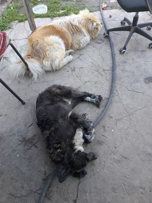 Отдам- щенков ..