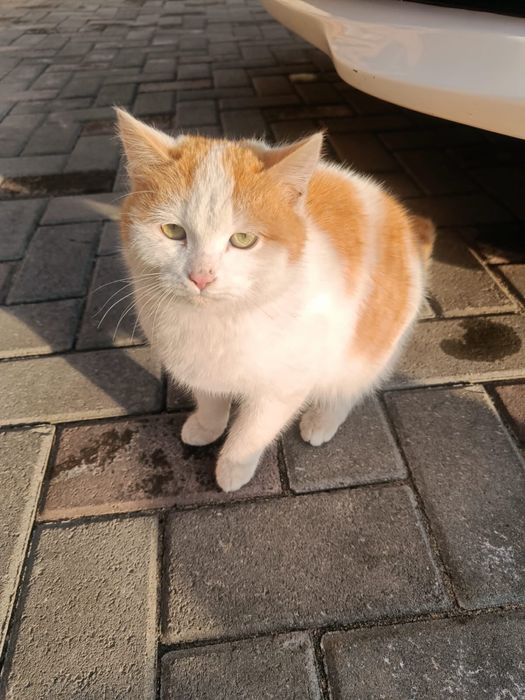 Отдам бесплатно котенка, мальчик