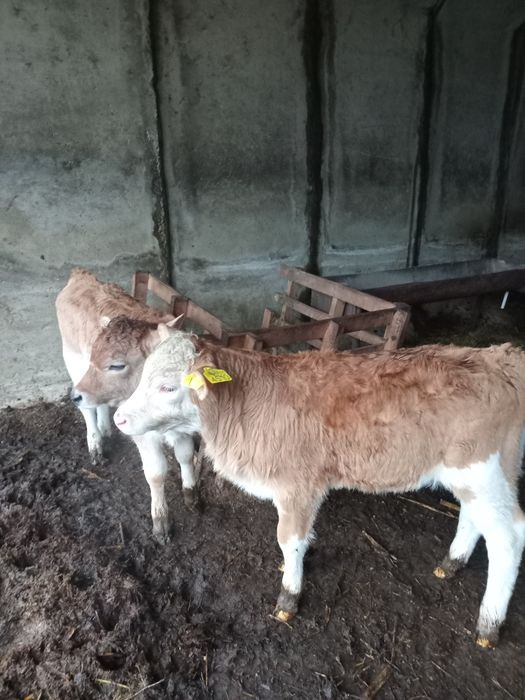 Vând doi vitei rasă