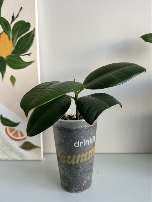 Фикус Каучконосный ( Ficus Elastika)