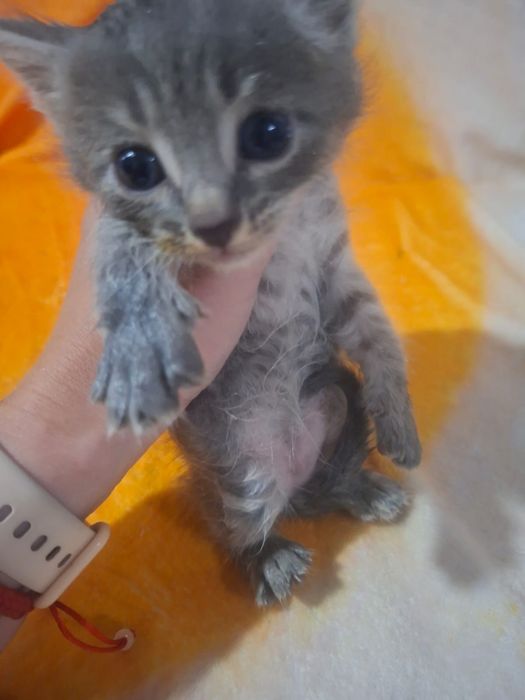 В добрые руки котята