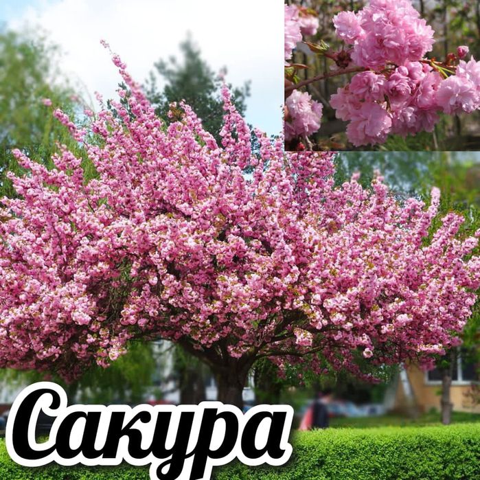Сакура продам отводки