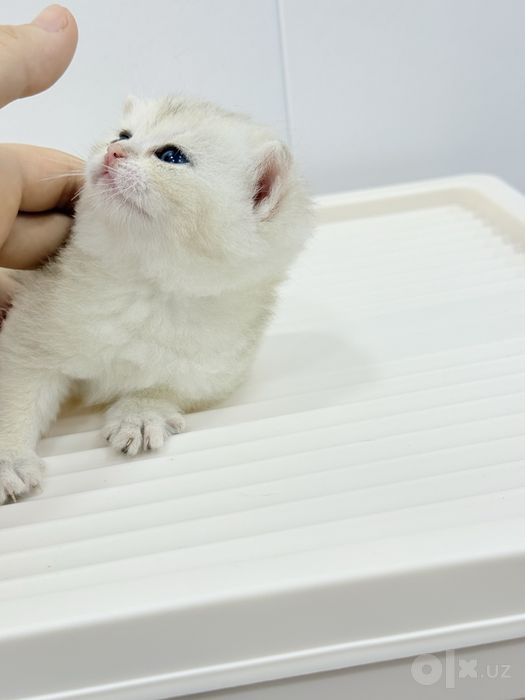 Британский котята