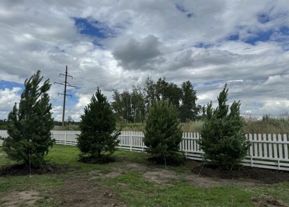 Туи Ели Сосны Можжевельник