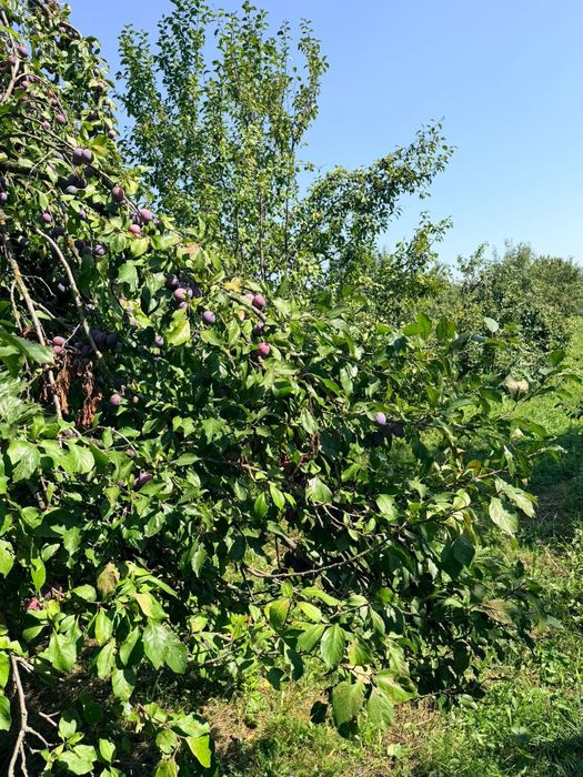 Prune de vanzare