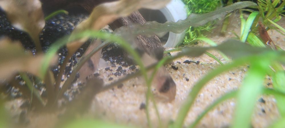 продам рыбу коридорас панда