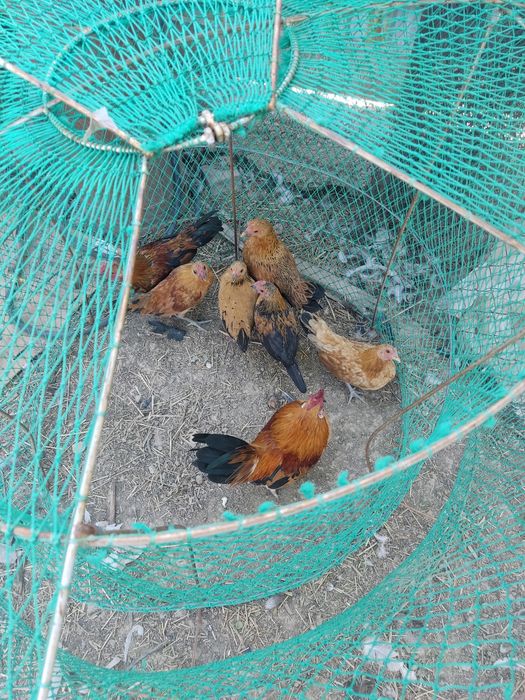 Продам карликовые куры