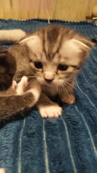 Вязка кот , шотландец Скоттиш-фолд