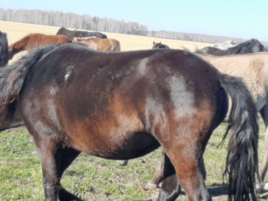 Продам лошадей в табуне.